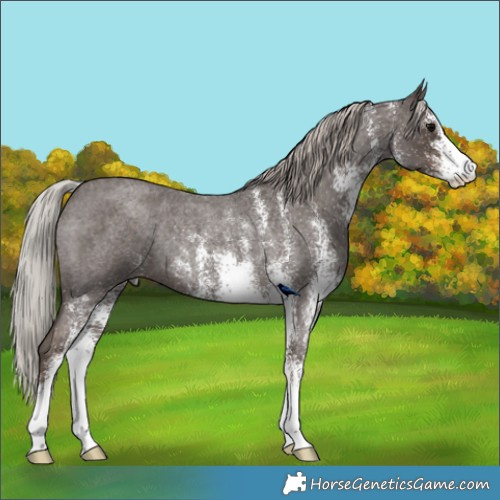 Horse Color:White Spotted Silver Blue Roan Rabicano