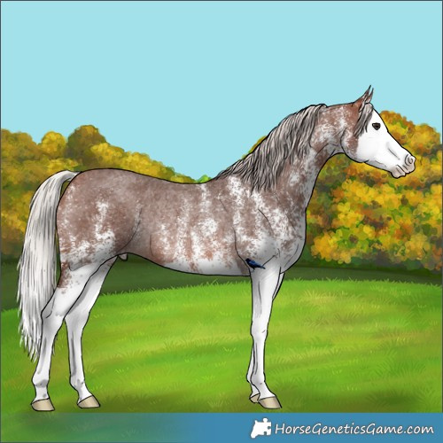 Horse Color:White Spotted Silver Brown Roan Splash Rabicano 