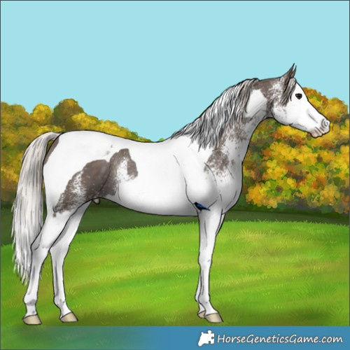 Horse Color:White Spotted Silver Black Splash Tobiano Rabicano