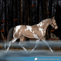 Horse Color:White Spotted Liver Red Dun Tobiano Rabicano 