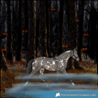 Horse Color:White Spotted Grullo Rabicano
