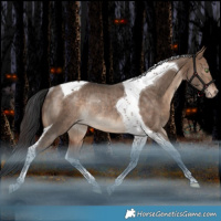 Horse Color:Bay Dun Tobiano Appaloosa Rabicano 