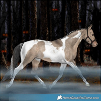 Horse Color:Bay Dun Tobiano Appaloosa Rabicano 