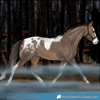 Horse Color:Bay Dun Splash Tobiano Blanket Rabicano