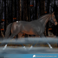 Horse Color:Brown Tobiano Rabicano