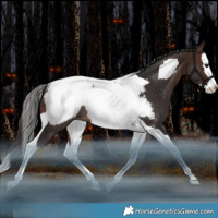Horse Color:Brown Splash Tobiano Appaloosa Rabicano