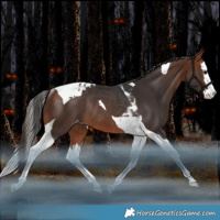 Horse Color:Bay Splash Tobiano Appaloosa Rabicano 