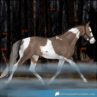 Horse Color:Bay Dun Splash Tobiano Appaloosa Rabicano 