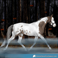 Horse Color:Brown Dun Splash Tobiano Blanket Rabicano