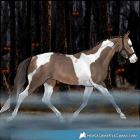 Horse Color:Bay Dun Splash Tobiano Varnish Rabicano 