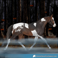 Horse Color:Bay Splash Tobiano Snowcap Rabicano 
