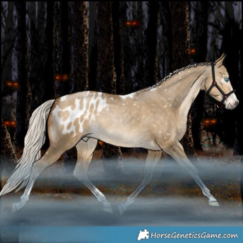 Horse Color:Gray Silver Buckskin Snowdrop Dun Mushroom Splash Tobiano Appaloosa Rabicano 