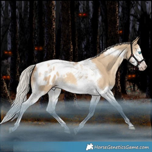 Horse Color:Gray Silver Classic Champagne Dun Splash Tobiano Frame Appaloosa Rabicano
