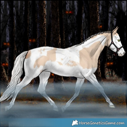 Horse Color:Silver Amber Champagne Dun Splash Tobiano Rabicano 