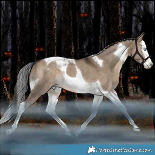 Horse Color:Brown Dun Splash Tobiano Appaloosa