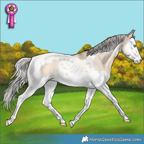 Horse Color:Silver Amber Champagne Dun Splash Tobiano Rabicano 