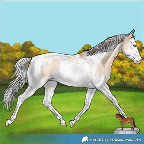 Horse Color:Silver Amber Champagne Dun Splash Tobiano Rabicano 