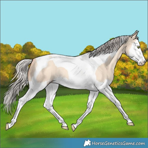 Horse Color:Silver Amber Champagne Dun Splash Tobiano Rabicano