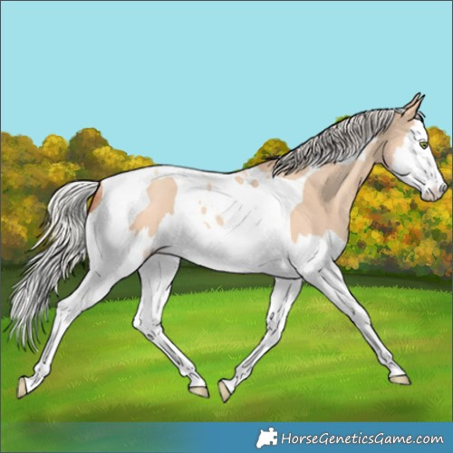 Horse Color:Silver Amber Champagne Dun Splash Tobiano Rabicano 