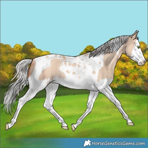 Horse Color:Silver Amber Champagne Dun Splash Tobiano Rabicano