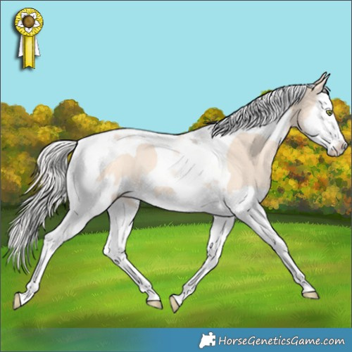 Horse Color:Silver Amber Champagne Dun Splash Tobiano Rabicano