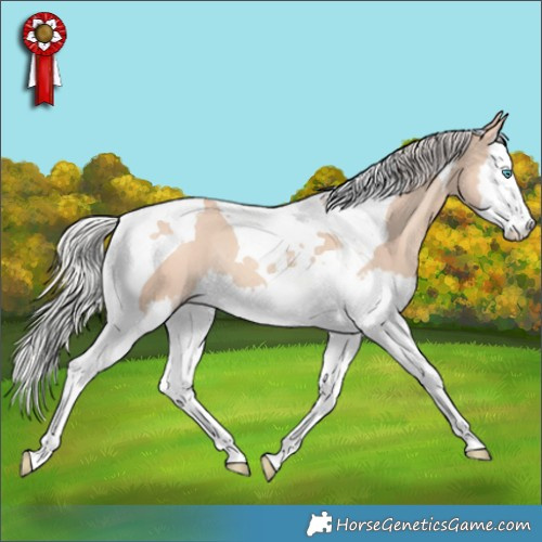 Horse Color:Silver Amber Champagne Dun Splash Tobiano Rabicano 