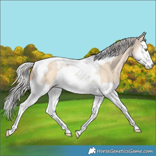 Horse Color:Silver Amber Champagne Dun Splash Tobiano Rabicano