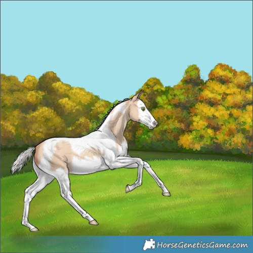 Horse Color:Silver Amber Champagne Dun Splash Tobiano Rabicano 