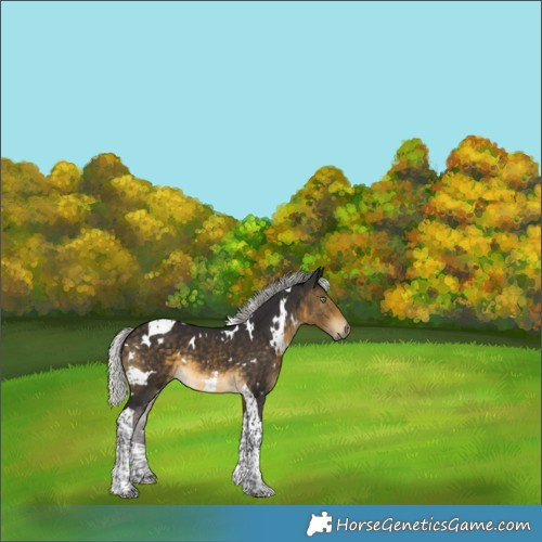 Horse Color:White Spotted Silver Buckskin Tobiano 