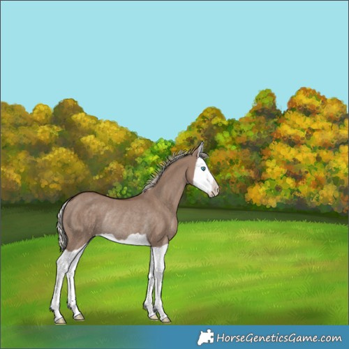 Horse Color:Silver Grullo Splash Rabicano 