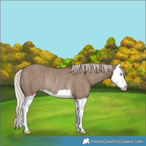 Horse Color:Silver Grullo Splash Rabicano 