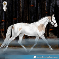 Horse Color:Silver Sable Champagne Dun Splash Tobiano Rabicano 