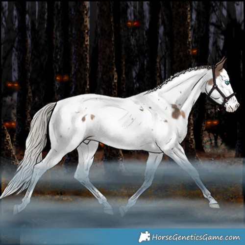 Horse Color:Silver Brown Dun Splash Tobiano Appaloosa Rabicano