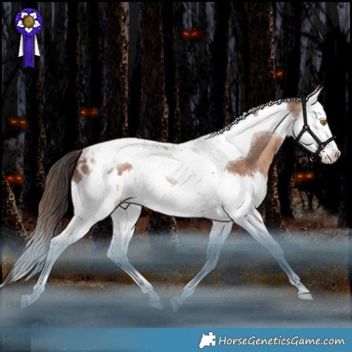 Horse Color:Sable Champagne Splash Tobiano Appaloosa Rabicano 