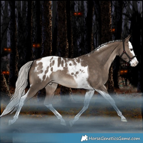 Horse Color:Silver Brown Dun Splash Tobiano Appaloosa Rabicano