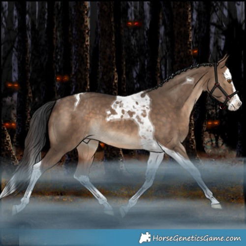 Horse Color:Brown Dun Splash Tobiano Appaloosa Rabicano 