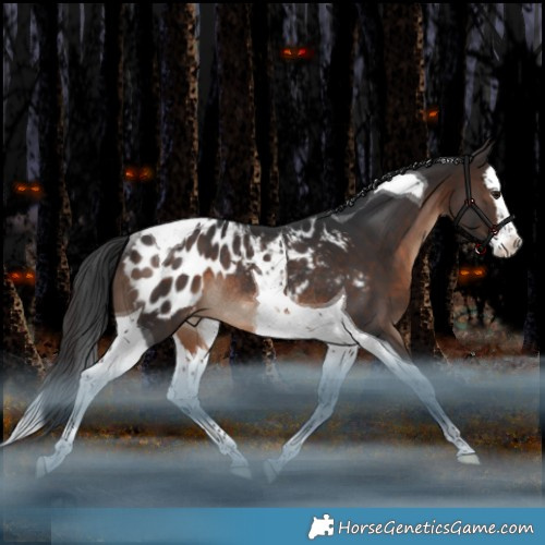 Horse Color:Brown Splash Tobiano Appaloosa Rabicano 