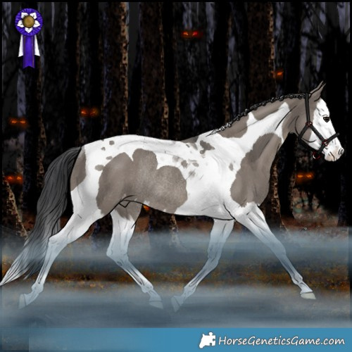 Horse Color:Grullo Splash Tobiano Appaloosa Rabicano 