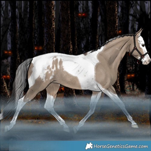 Horse Color:Brown Dun Splash Tobiano Appaloosa Rabicano 