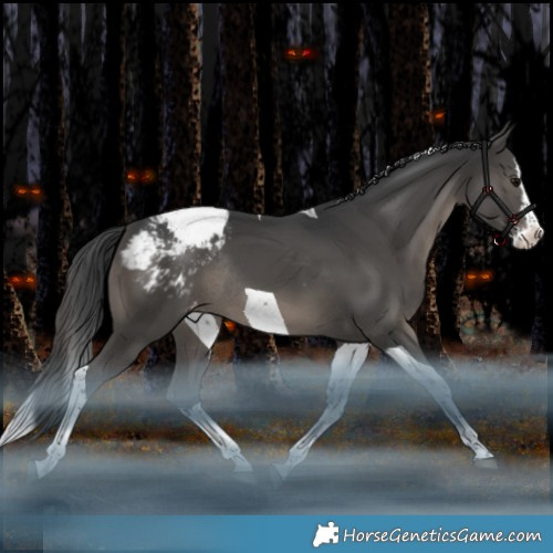 Horse Color:Black Splash Tobiano Appaloosa Rabicano 