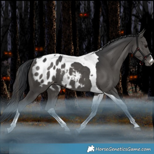 Horse Color:Black Tobiano Appaloosa Rabicano 