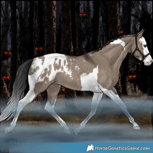 Horse Color:Brown Dun Splash Tobiano Appaloosa Rabicano 