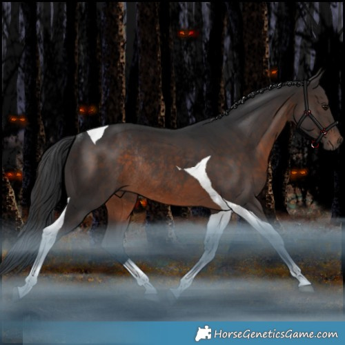 Horse Color:Brown Tobiano Rabicano 