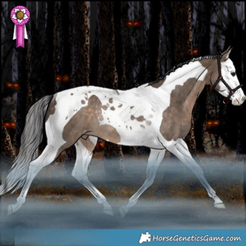 Horse Color:Brown Dun Splash Tobiano Appaloosa Rabicano 