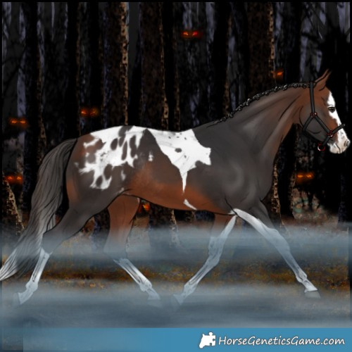Horse Color:Bay Splash Tobiano Appaloosa Rabicano 