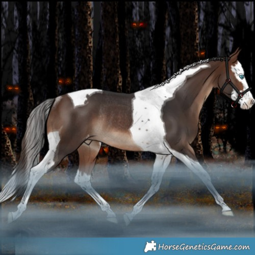 Horse Color:Brown Splash Tobiano Appaloosa Rabicano 