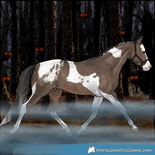 Horse Color:White Spotted Brown Dun Splash Tobiano Appaloosa Rabicano 