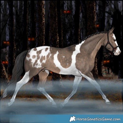 Horse Color:White Spotted Brown Dun Splash Tobiano Appaloosa Rabicano 