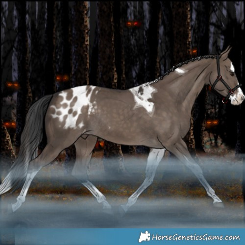 Horse Color:Brown Dun Splash Tobiano Appaloosa Rabicano 