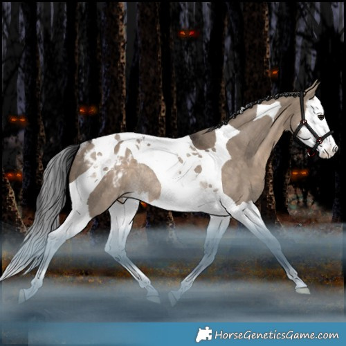 Horse Color:Brown Dun Splash Tobiano Appaloosa Rabicano 